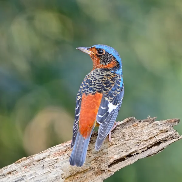 Tordo di roccia — Foto Stock