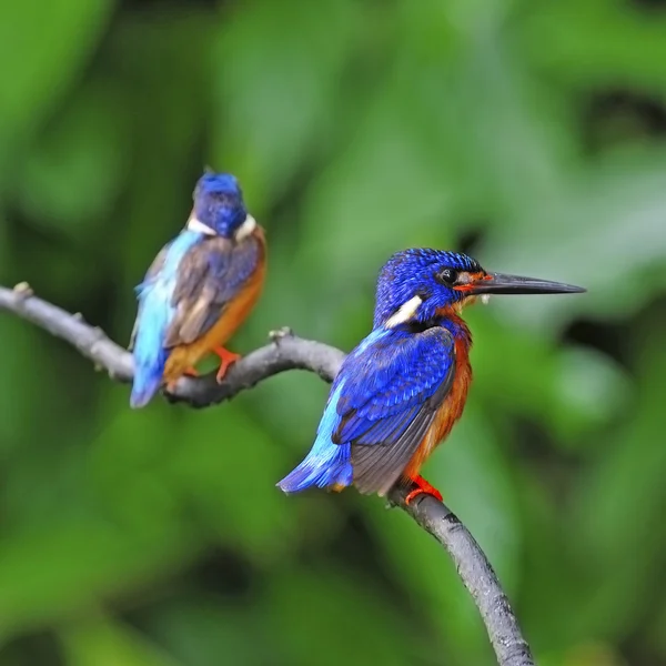 Mavi kulaklı kingfisher Telifsiz Stok Imajlar