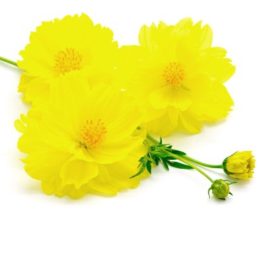 Sarı cosmos çiçek