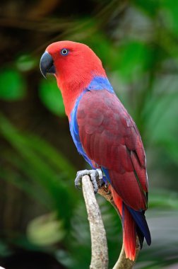 Eclectus papağanı