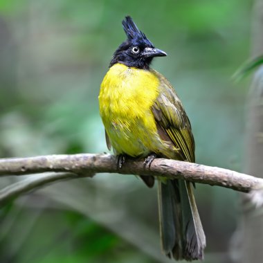 Kara tepeli bulbul