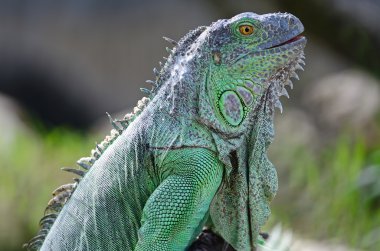dişi yeşil iguana