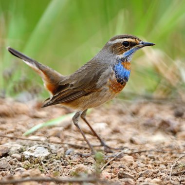 erkek bluethroat