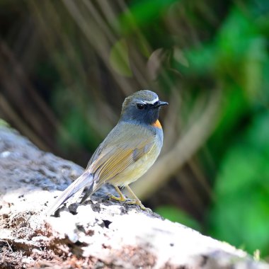 erkek Kızıl gorgeted sinekkapan