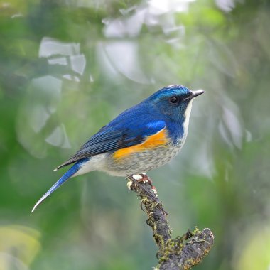 erkek Himalaya bluetail
