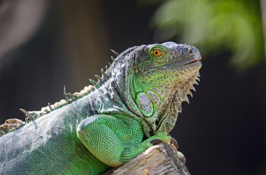 dişi yeşil iguana