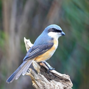 gri sırtlı örümcek kuşu