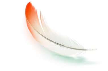 izole flamigo tüy