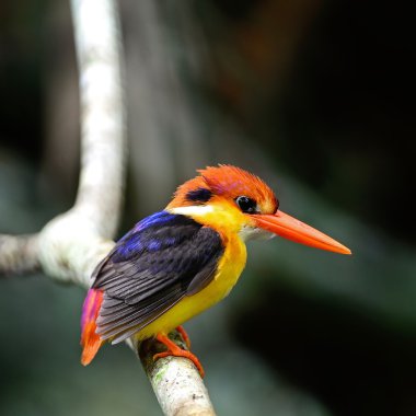 kara sırtlı kingfisher