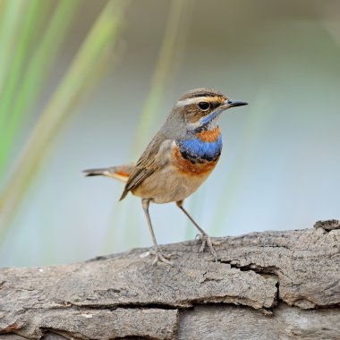 erkek bluethroat