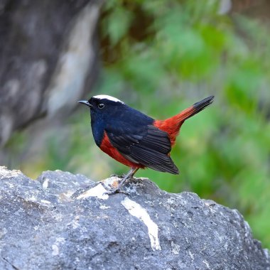 Beyaz şapkalı su kızılkuyruk