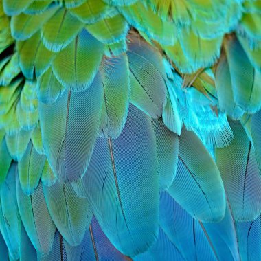 Palyaço Amerika papağanı tüyler