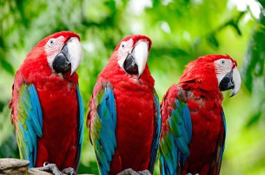 Greenwinged Macaw clipart