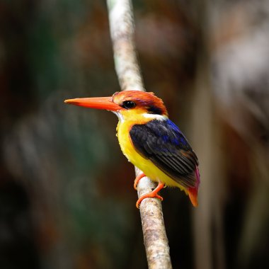 kara sırtlı kingfisher