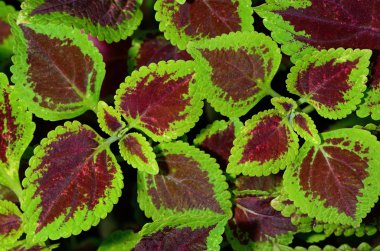 Coleus