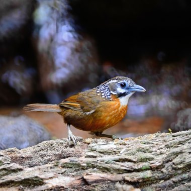 Spot boyunlu yedikardeşi