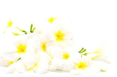 Beyaz ve sarı plumeria
