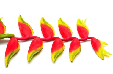 heliconia asılı