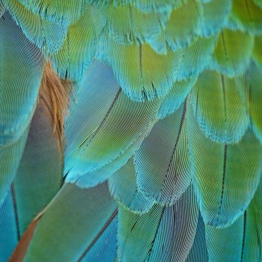 Palyaço Amerika papağanı tüyler