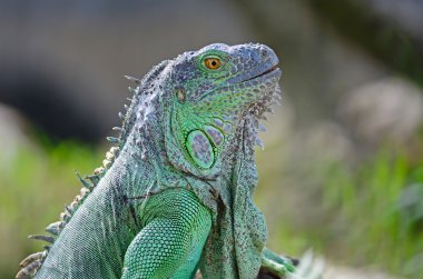 Yeşil iguana