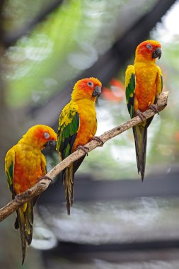 Güneş conure