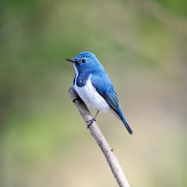 erkek ultramarine sinekkapan