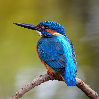 erkek ortak kingfisher