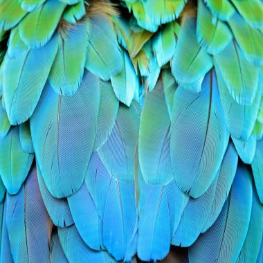 Harlequin Macaw feathers clipart