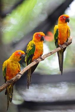 Güneş conure