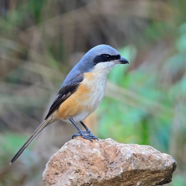 gri sırtlı örümcek kuşu