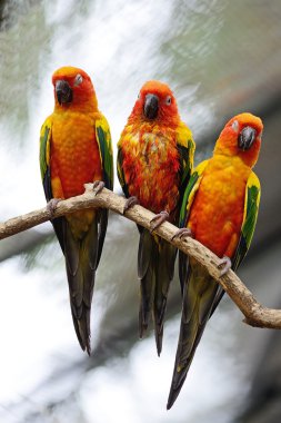 Güneş conure