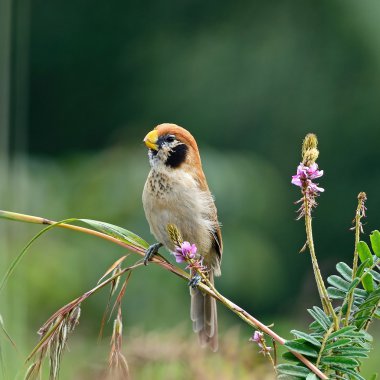 Spot göğüslü parrotbill