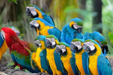 Mavi ve Altın makavı 