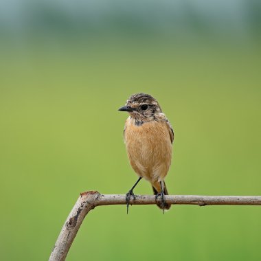 kadın Doğu stonechat