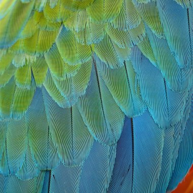 Palyaço Amerika papağanı tüyler