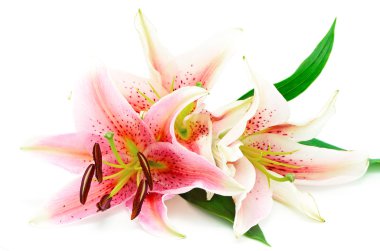 Lily