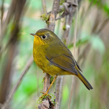 robin bush d'oro femminile