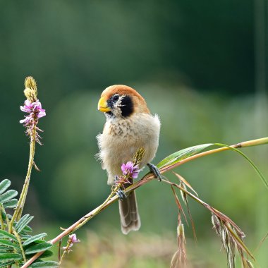 Spot göğüslü parrotbill