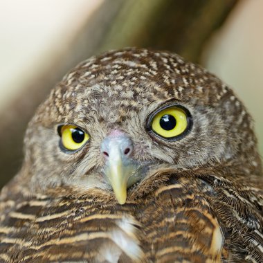 Asya çubuklu owlet