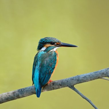 kadın ortak kingfisher
