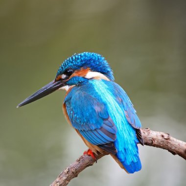 erkek ortak kingfisher