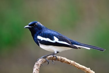 erkek doğulu magpie robin