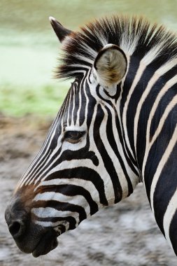 ortak zebra