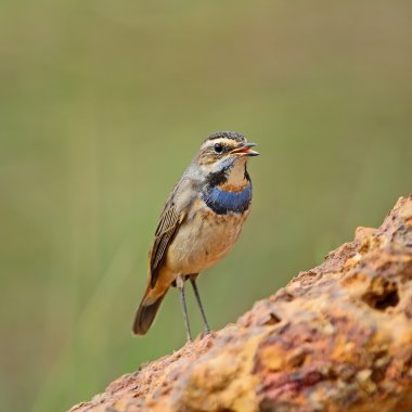 erkek bluethroat