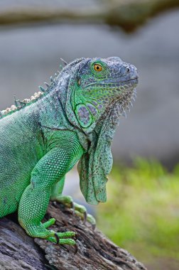 Yeşil iguana