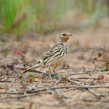 Red-throated Pipit clipart