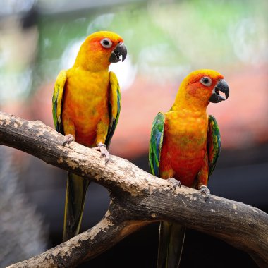 Güneş conure