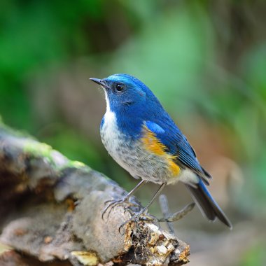 erkek Himalaya bluetail