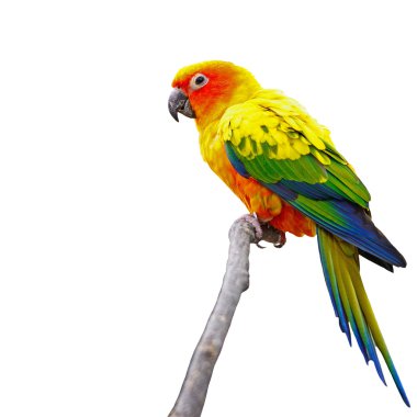 Güneş conure izole
