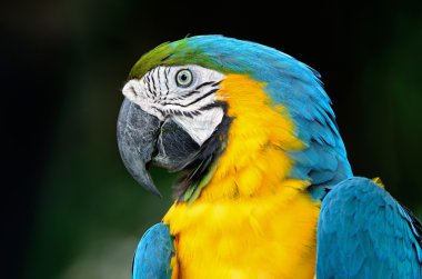 Mavi ve Altın makavı